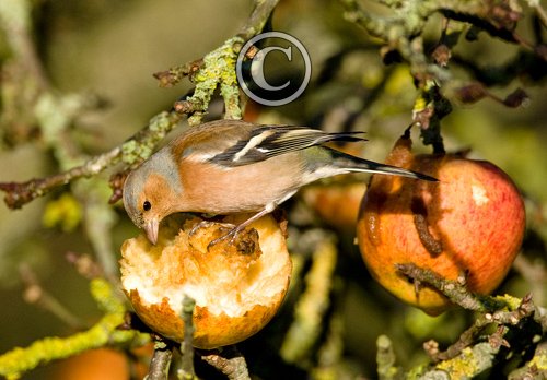Male Chaffinch DM0762